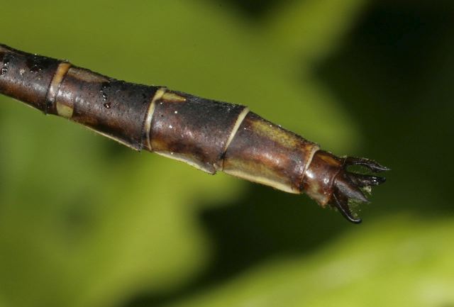 Gomphus lividus Gomphidae