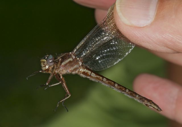 Gomphus lividus Gomphidae