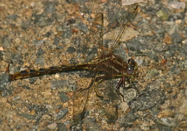 Gomphus lividus Gomphidae