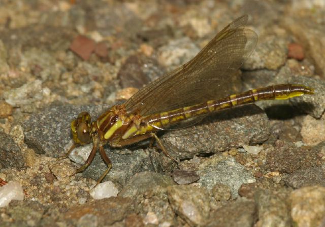 Gomphus exilis Gomphidae