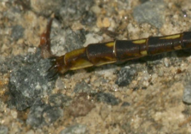 Gomphus lividus Gomphidae