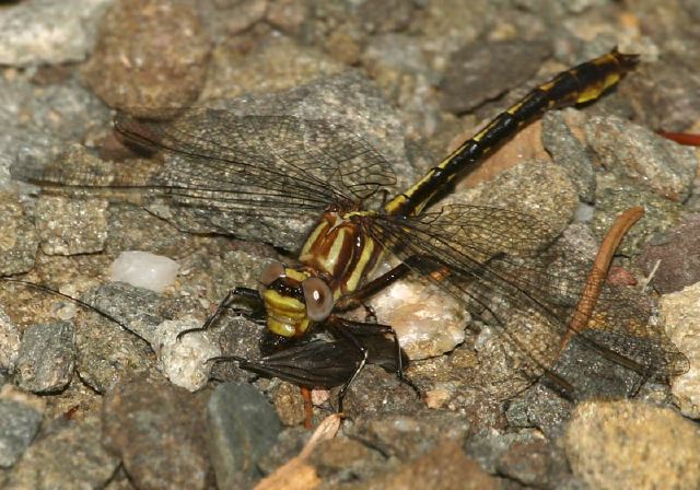 Gomphus exilis Gomphidae