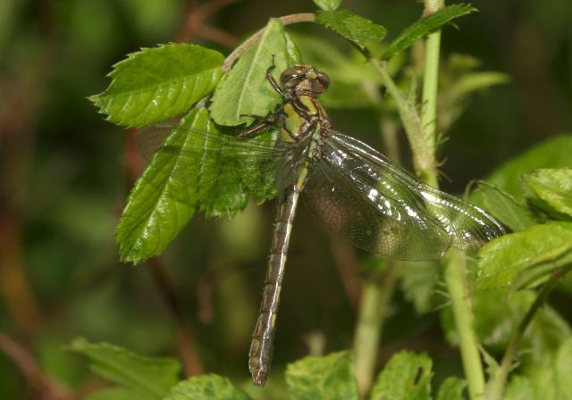 Ophiogomphus mainensis Gomphidae