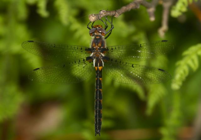 Helocordulia uhleri Corduliidae