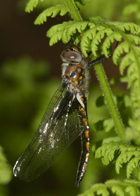 Helocordulia uhleri Corduliidae