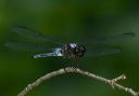 bar-winged_skimmer142