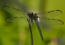 bar-winged_skimmer289