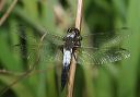 chalk-fronted_corporal256