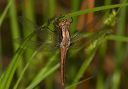 chalkfrontedcorporal517