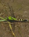 common_pondhawk130