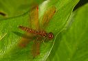 eastern_amberwing906