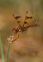 eastern_amberwing_f