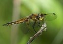 four-spotted_skimmer229