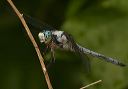 great_blue_skimmer695