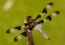 twelve-spotted_skimmer796