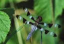 twelvespottedskimmer