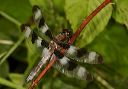 twelvespottedskimmer067