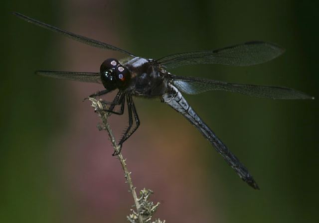 Libellula axilena Libellulidae