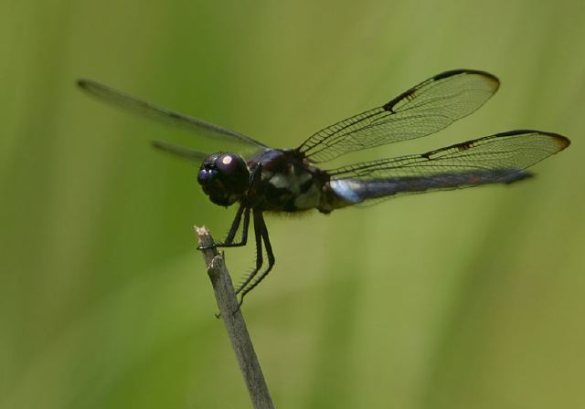 Libellula axilena Libellulidae