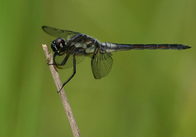 Libellula axilena Libellulidae