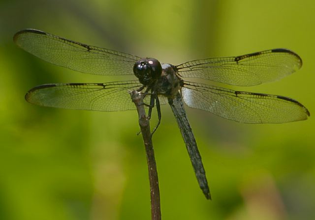 Libellula axilena Libellulidae