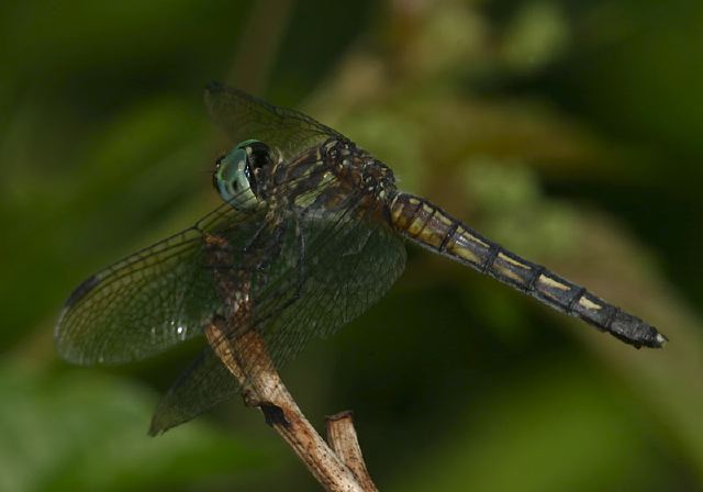 Pachydiplax longipennis Libellulidae