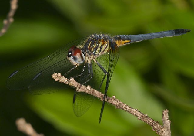 Pachydiplax longipennis Libellulidae