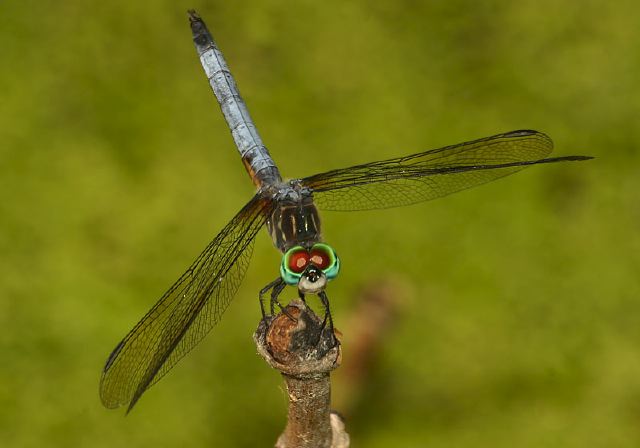 Pachydiplax longipennis Libellulidae