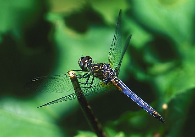 Pachydiplax longipennis Libellulidae