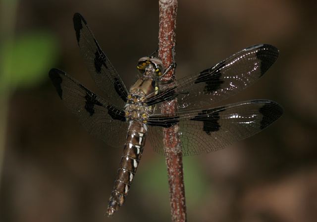 Libellula lydia Libellulidae