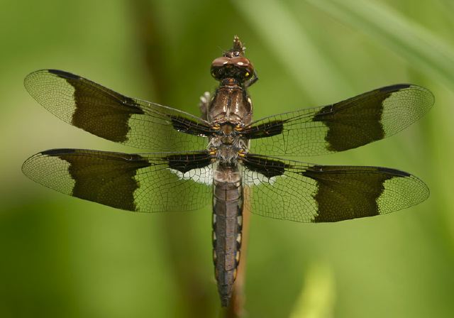 Libellula lydia Libellulidae