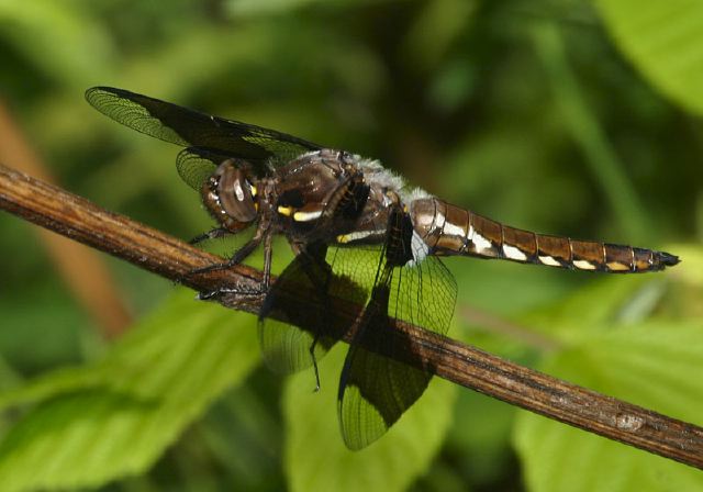 Libellula lydia Libellulidae