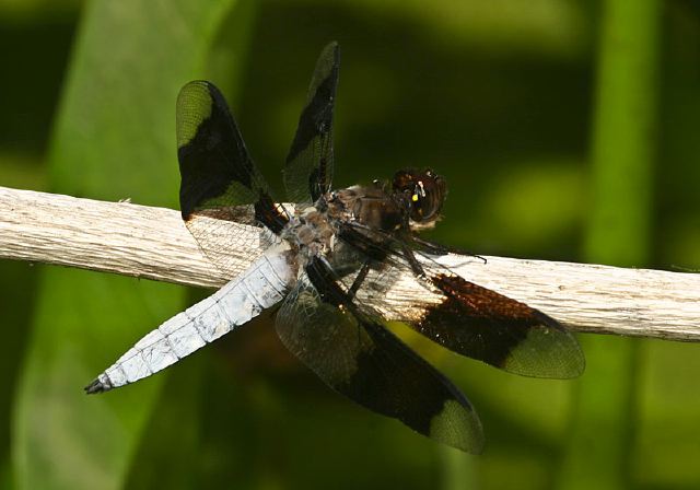 Libellula lydia Libellulidae