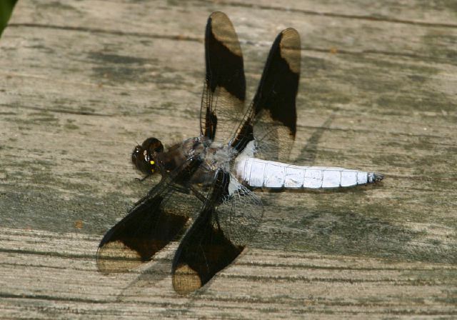 Libellula lydia Libellulidae