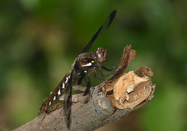 Libellula lydia Libellulidae