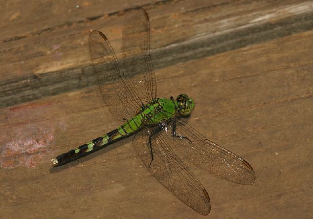 Erythemis simplicicollis Libellulidae