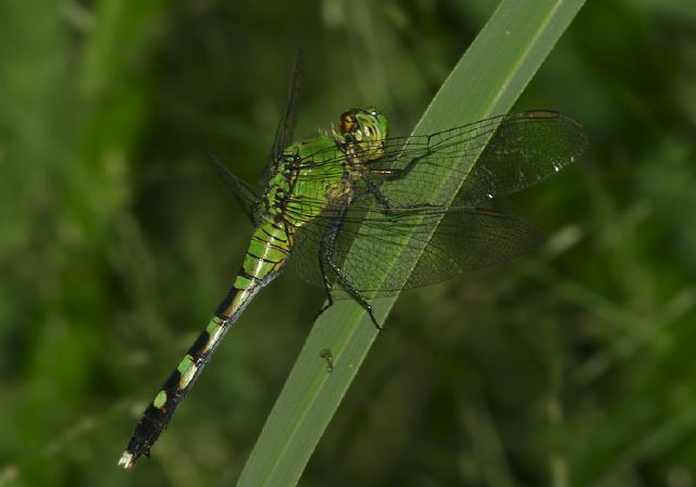 Erythemis simplicicollis Libellulidae