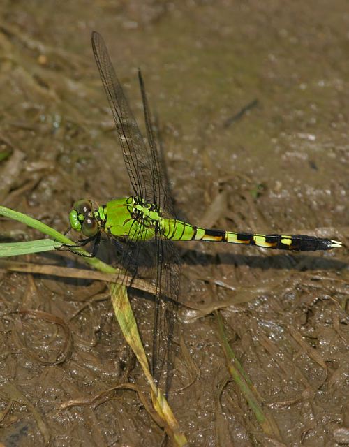 Erythemis simplicicollis Libellulidae