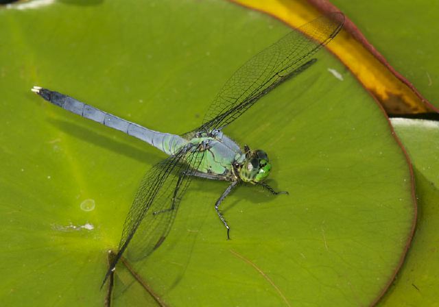 Erythemis simplicicollis Libellulidae