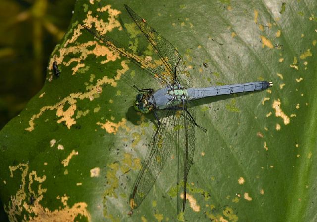 Erythemis simplicicollis Libellulidae