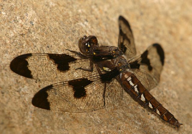 Libellula lydia Libellulidae