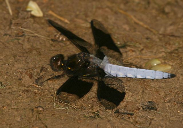 Libellula lydia Libellulidae