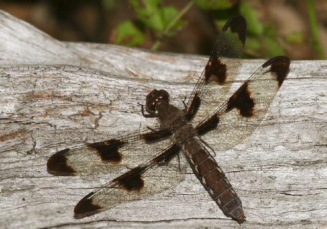 Libellula lydia Libellulidae