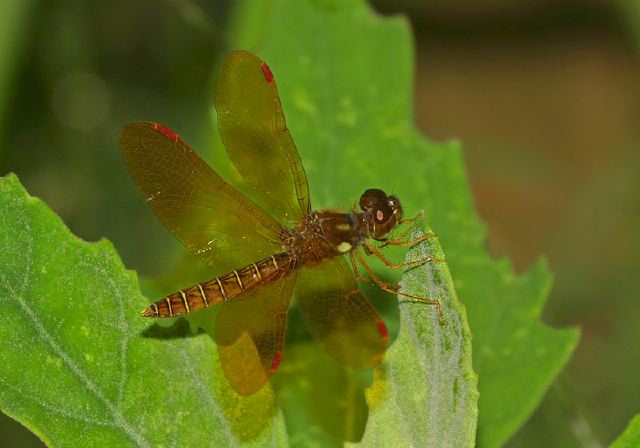 Perithemis tenera Libellulidae