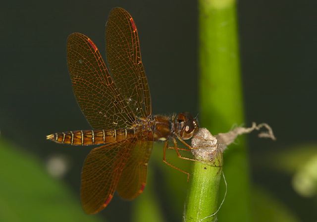 Perithemis tenera Libellulidae