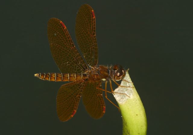 Perithemis tenera Libellulidae