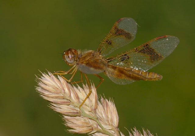 Perithemis tenera Libellulidae