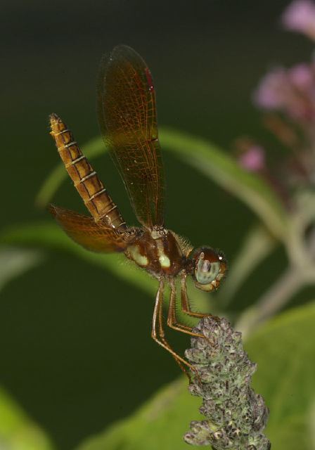 Perithemis tenera Libellulidae