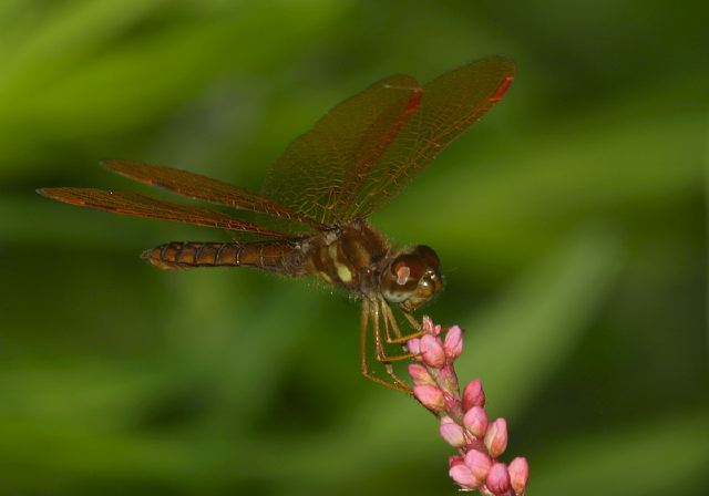 Perithemis tenera Libellulidae