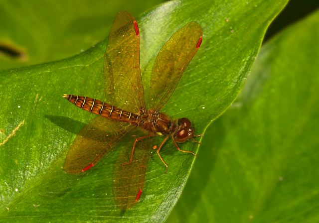 Perithemis tenera Libellulidae